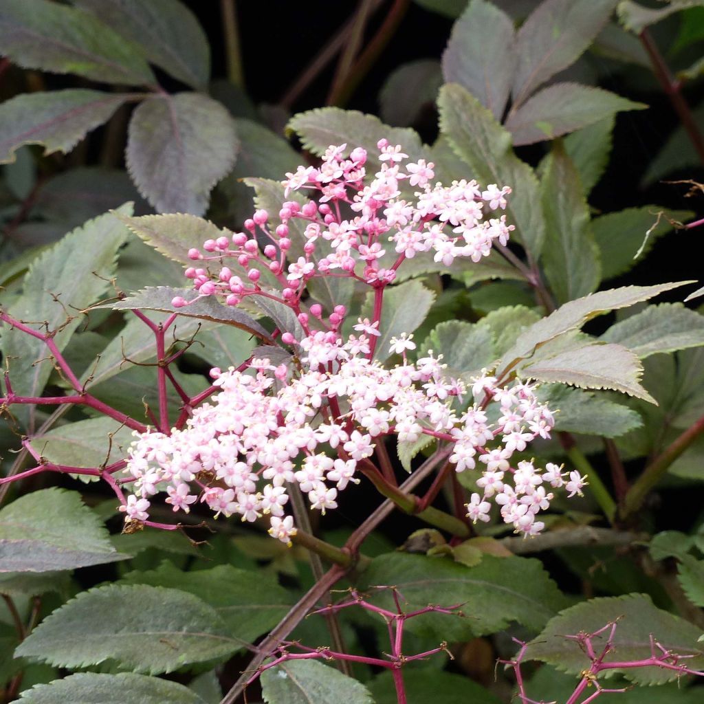 Sambucus nigra Thundercloud