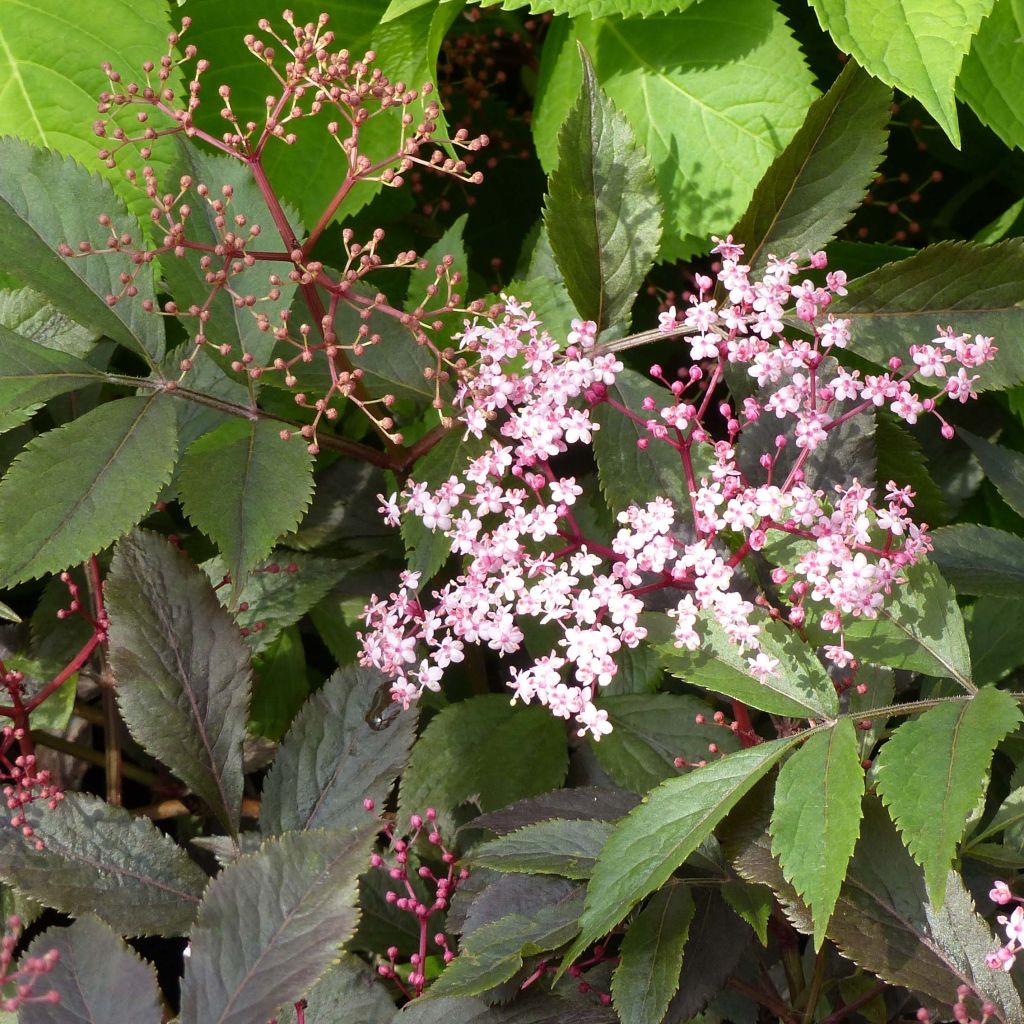 Sambucus nigra Thundercloud