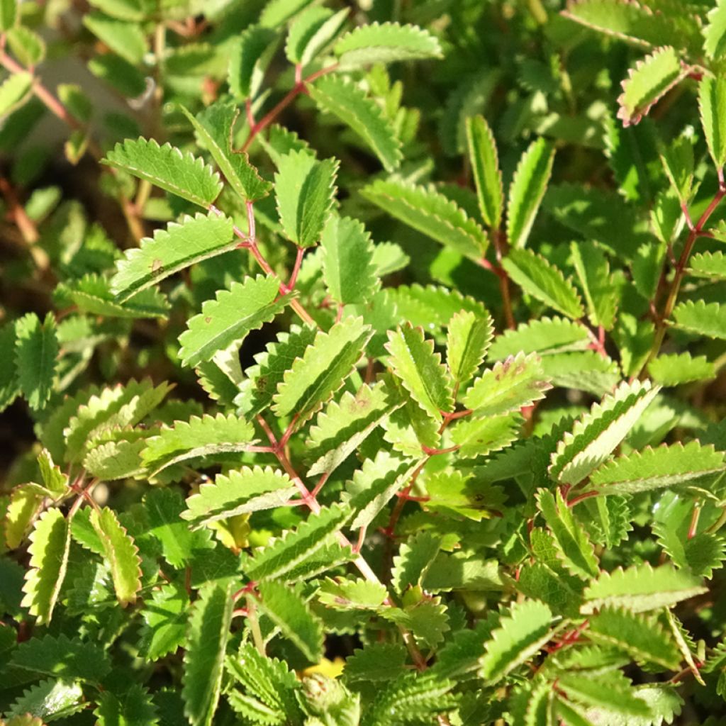 Sanguisorba Proud Mary