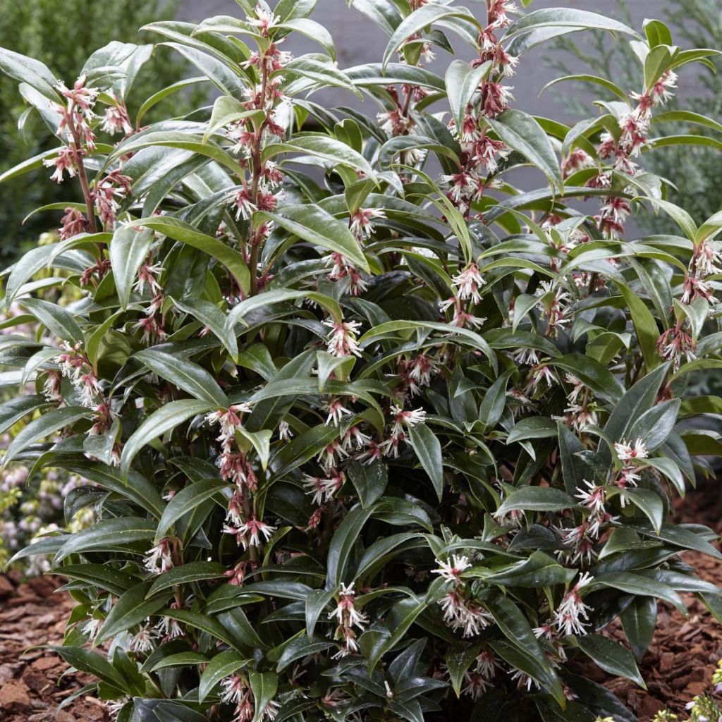 Sarcococca humilis × hookeriana Winter Gem