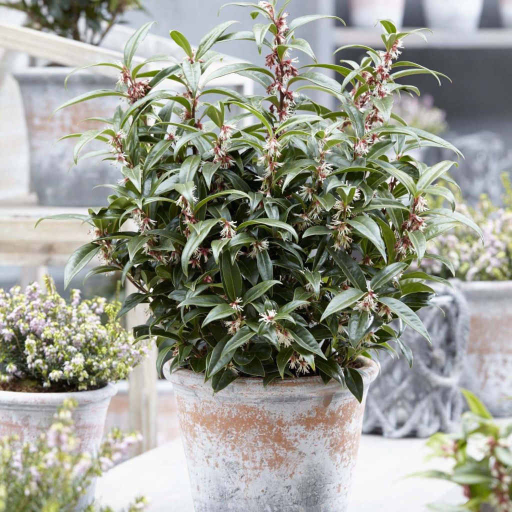 Sarcococca humilis × hookeriana Winter Gem