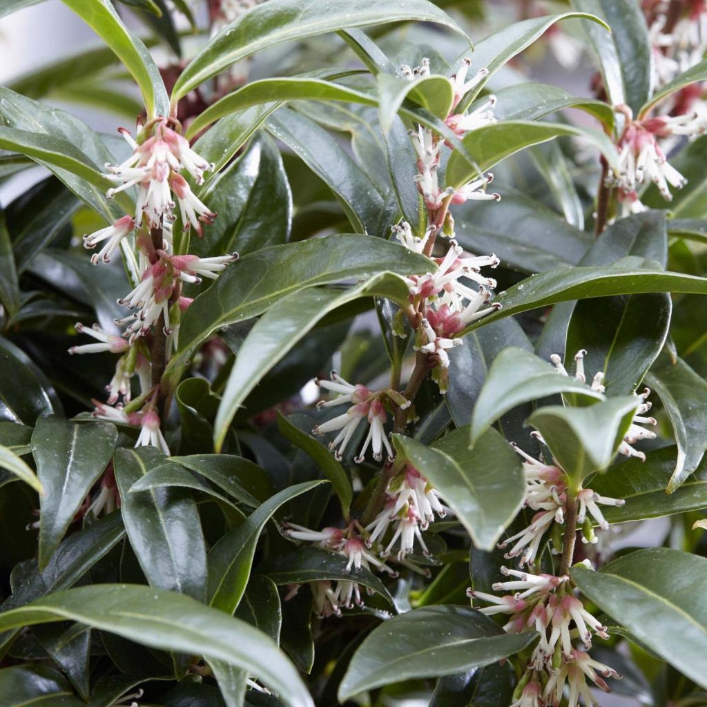 Sarcococca humilis × hookeriana Winter Gem