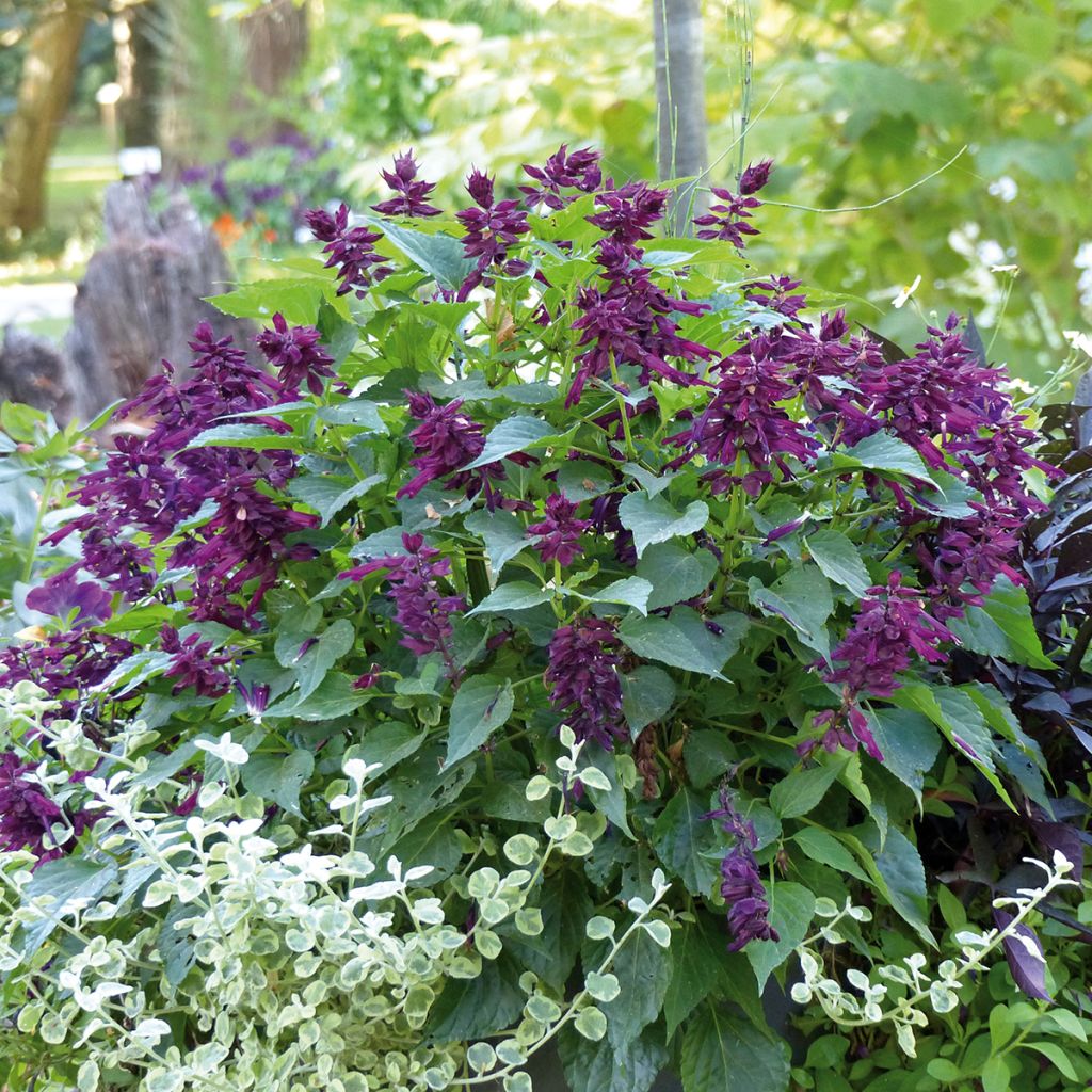 Sálvia Gogo Purple