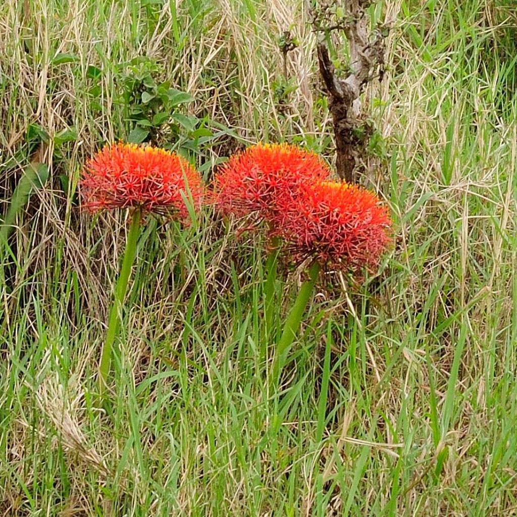 Scadoxus multiflorus subsp. multiflorus