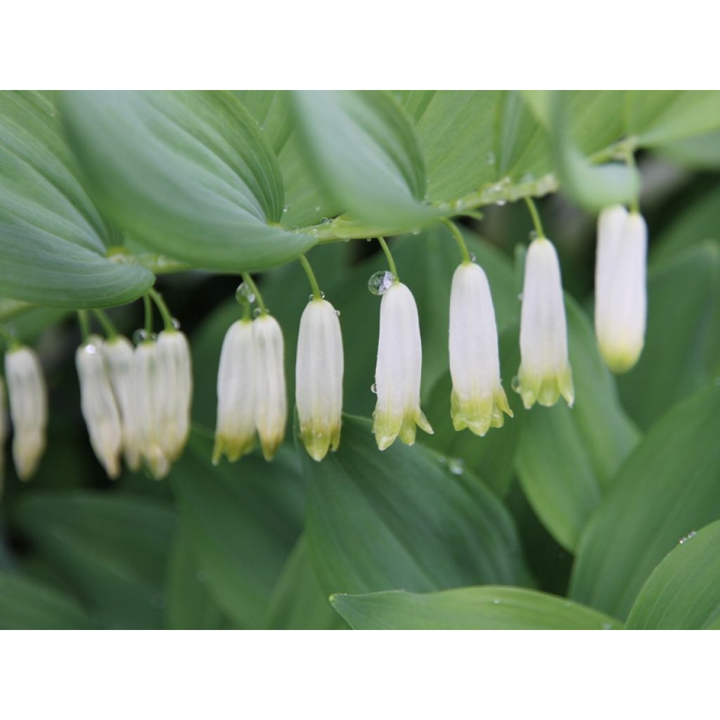 Polygonatum multiflorum