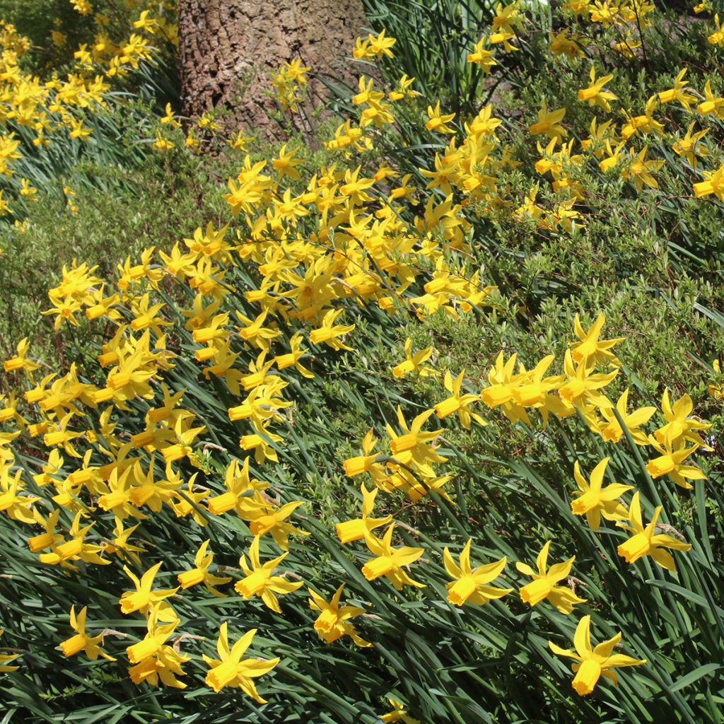 Narciso ciclamineus Rapture