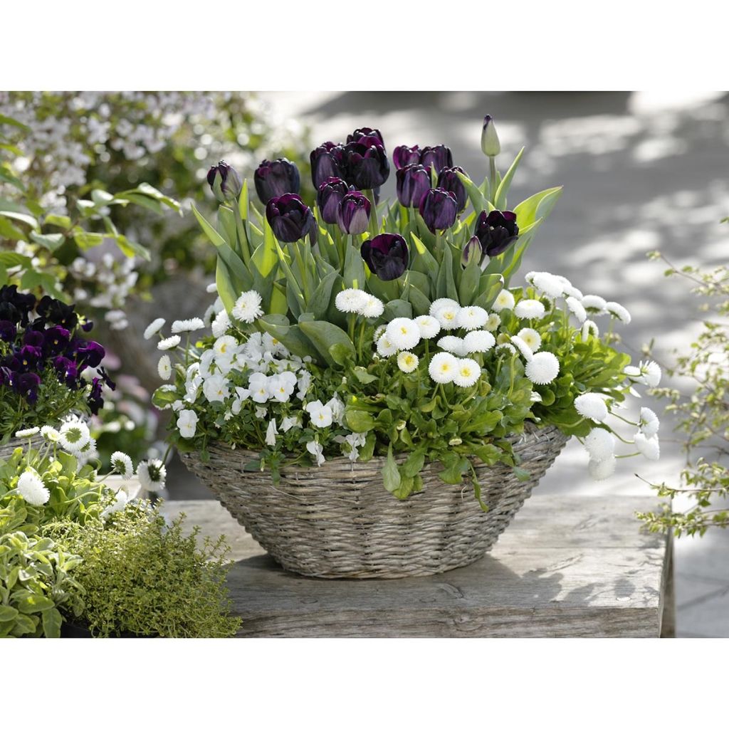 Coleção Primavera Contrastada