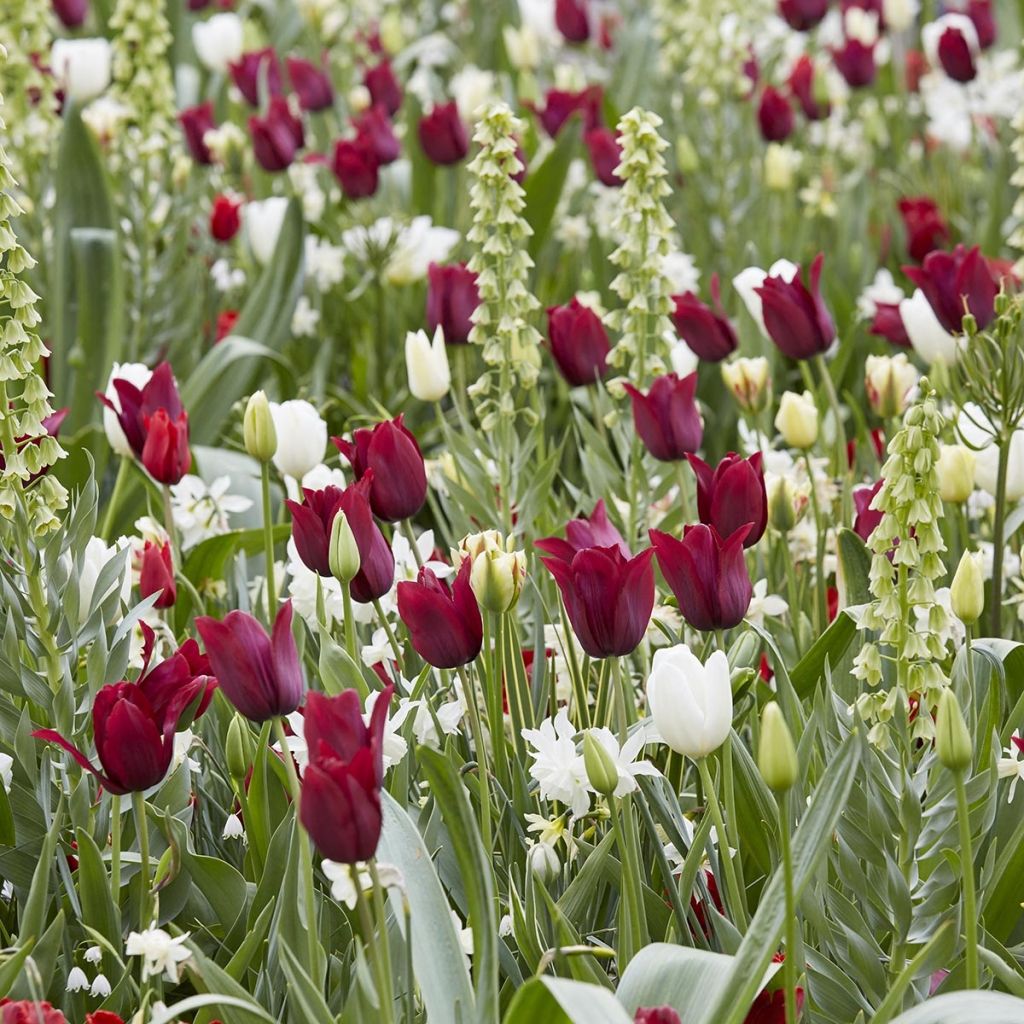Coleção Rubi e Diamante