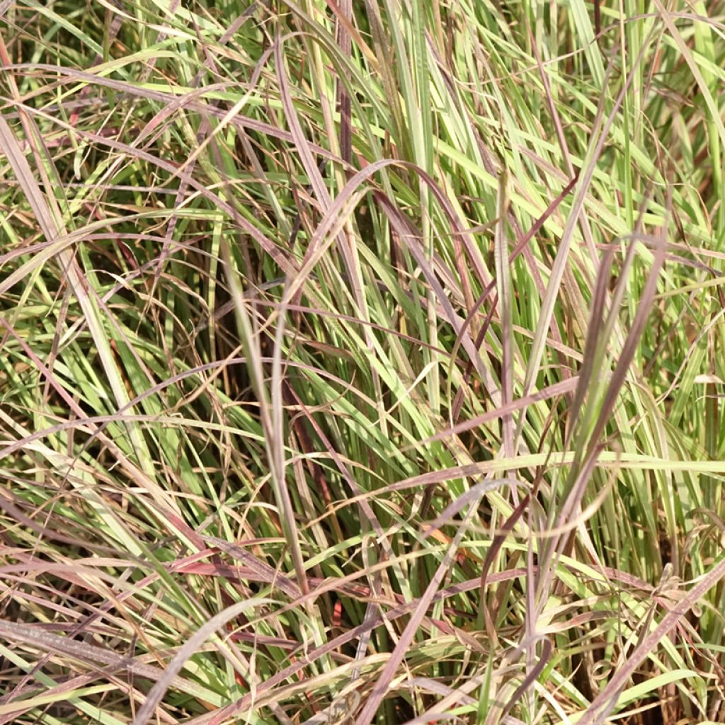 Schizachyrium scoparium Colorado