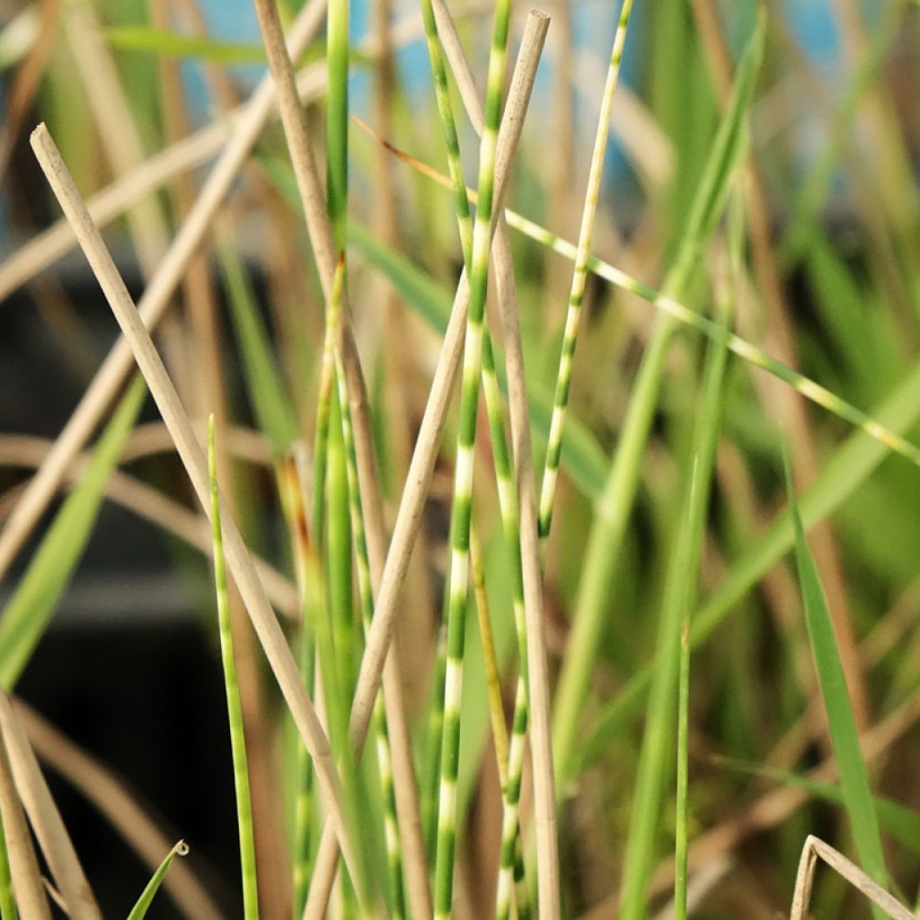 Schoenoplectus tabernaemontani Zebrinus
