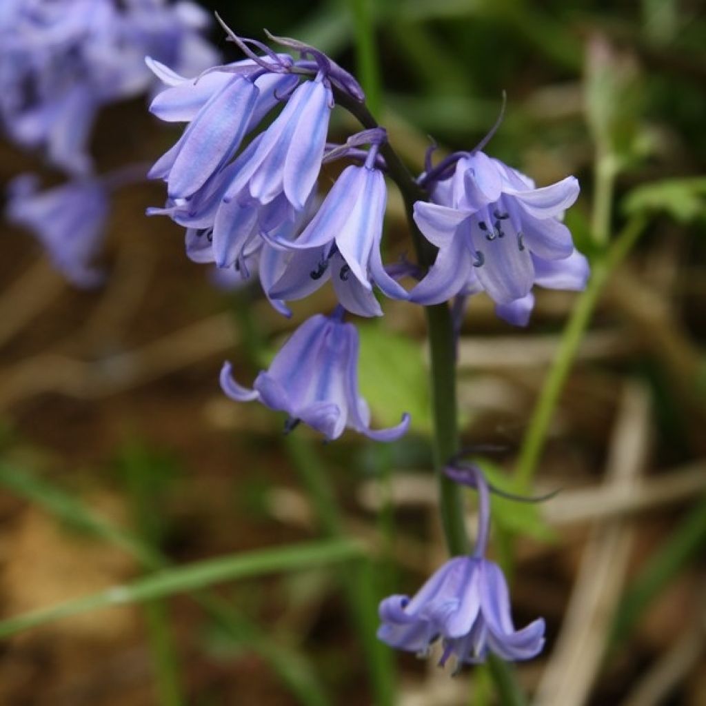 Jacinto-dos-bosques - Hyacinthoides hispanica