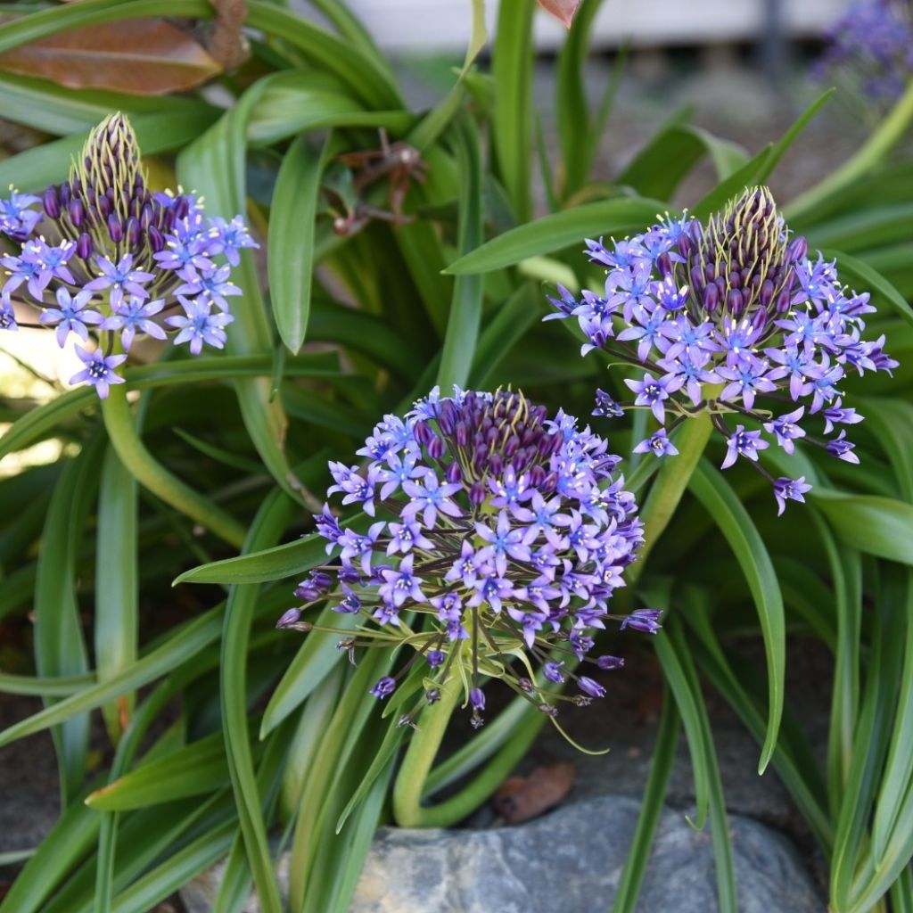 Scilla peruviana