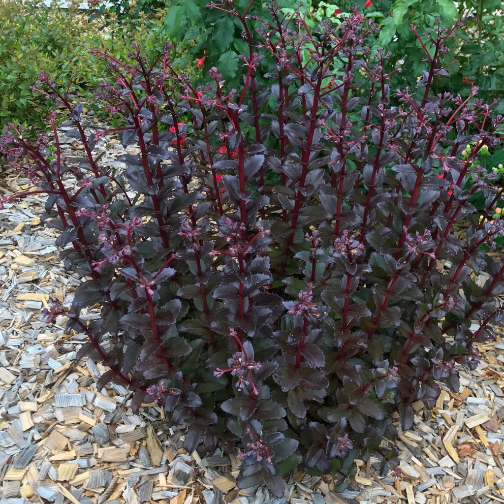 Sedum Black Knight Dolseb