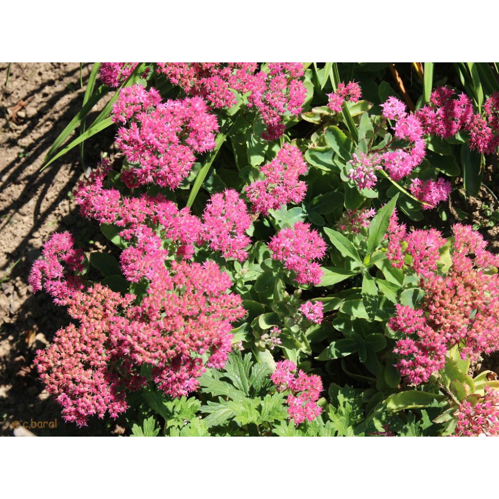 Sedum spectabile Carl