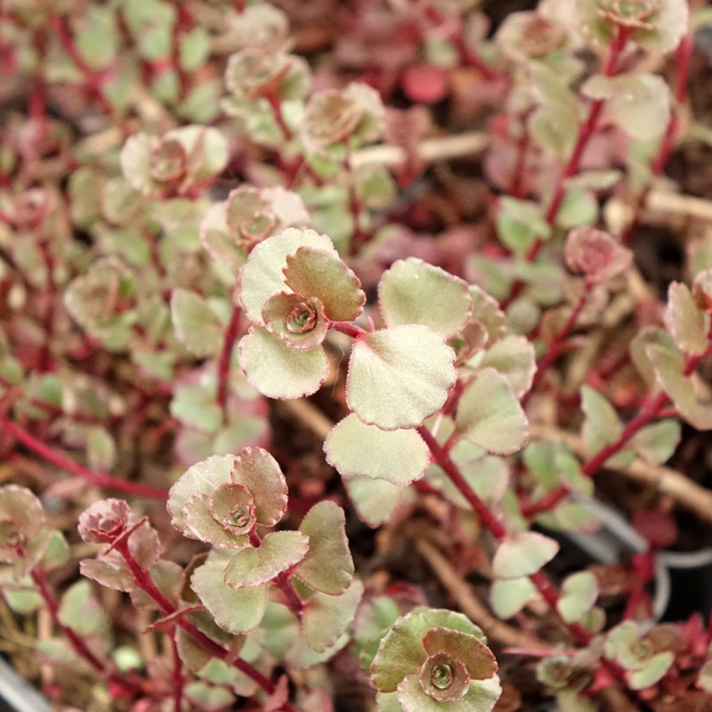 Sedum spurium Fuldaglut