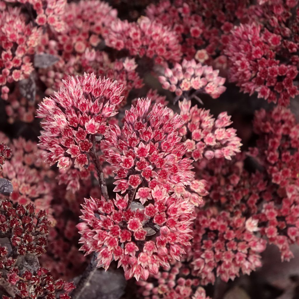 Sedum Bon Bon