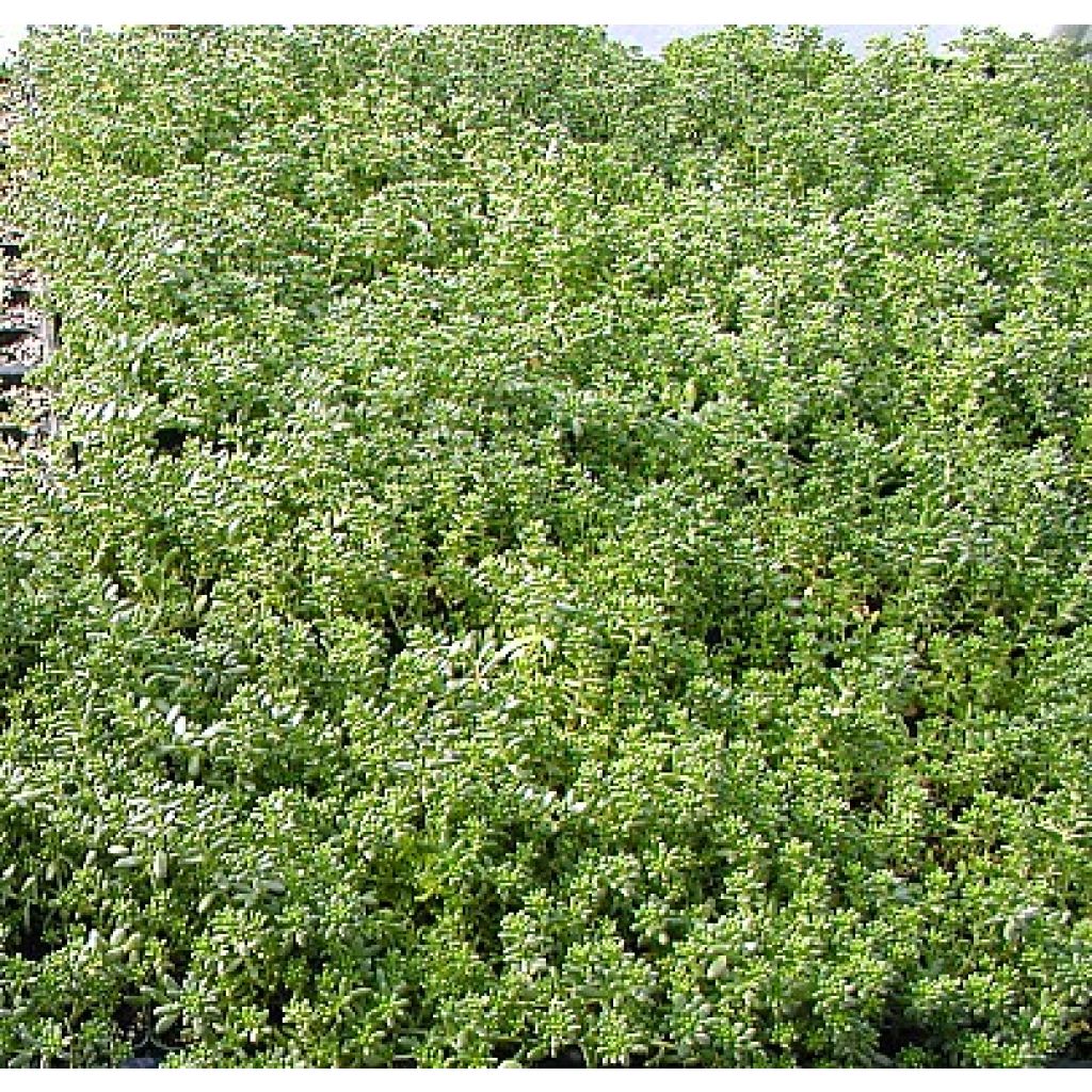 Sedum album var. murale
