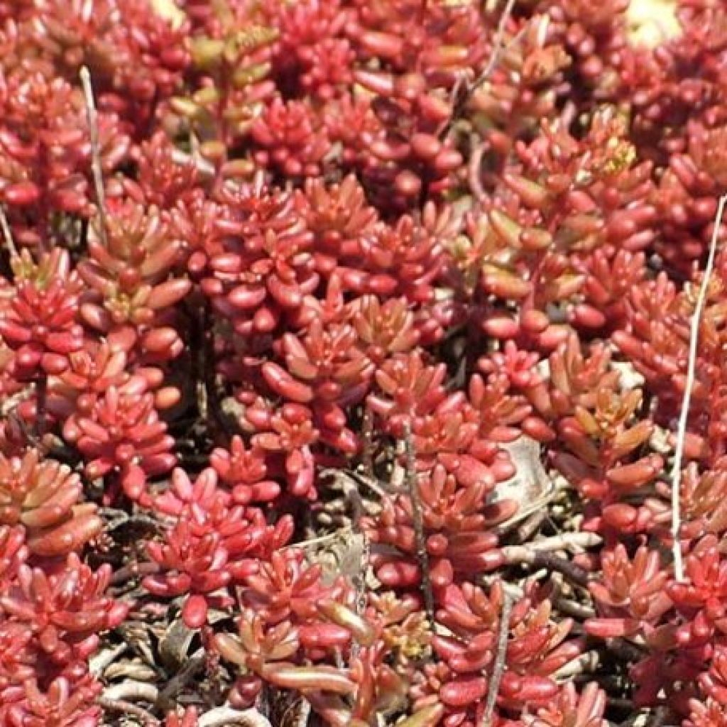 Sedum album var. murale