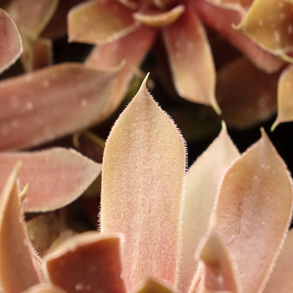 Sempervivum (BigSam series) Ruby Star