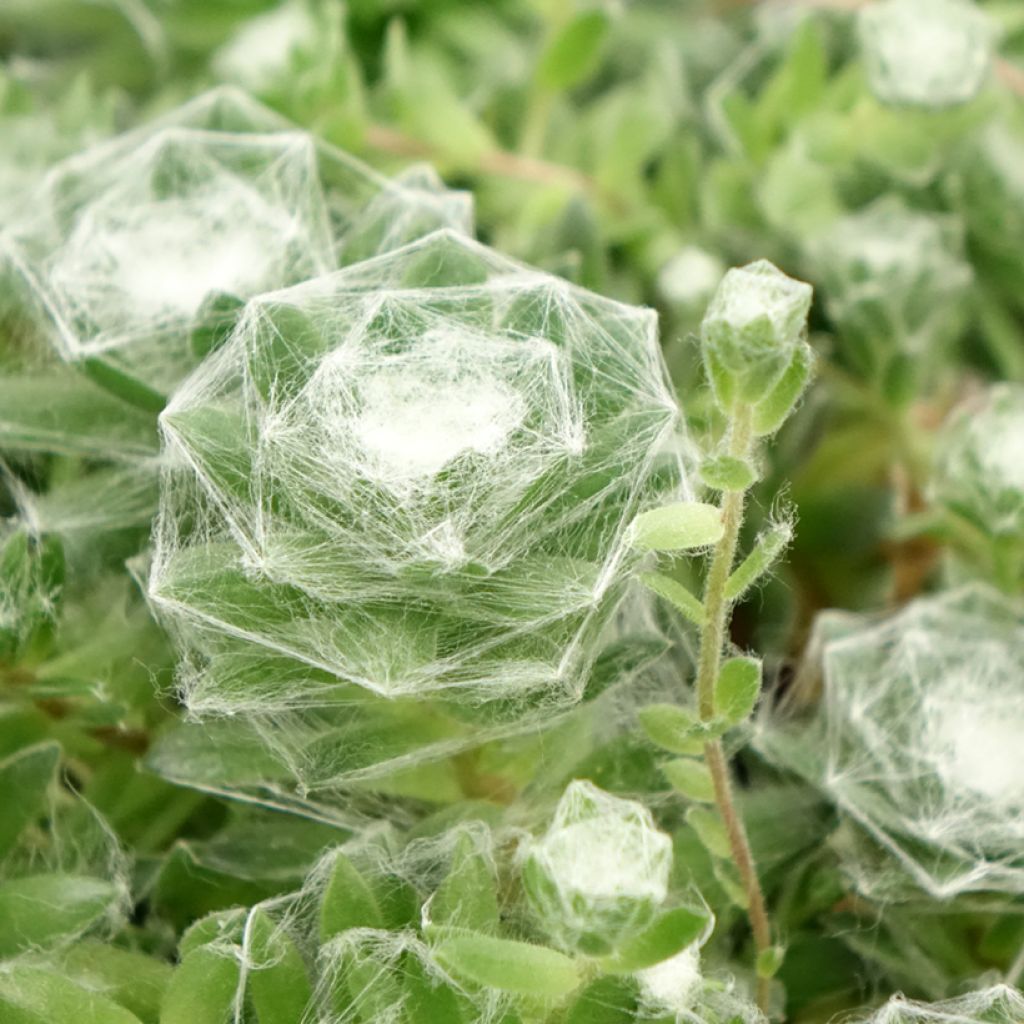 Sempervivum Chick Charms Cotton Candy