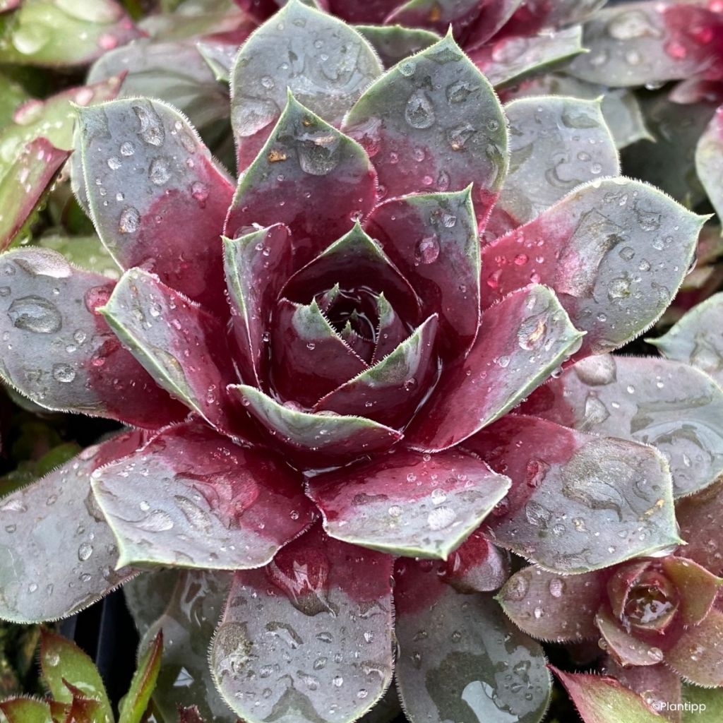 Sempervivum Steel Appeal - Sempre-viva-dos-telhados