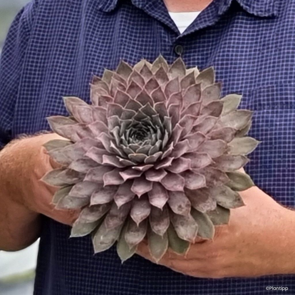 Sempervivum Steel Appeal - Sempre-viva-dos-telhados