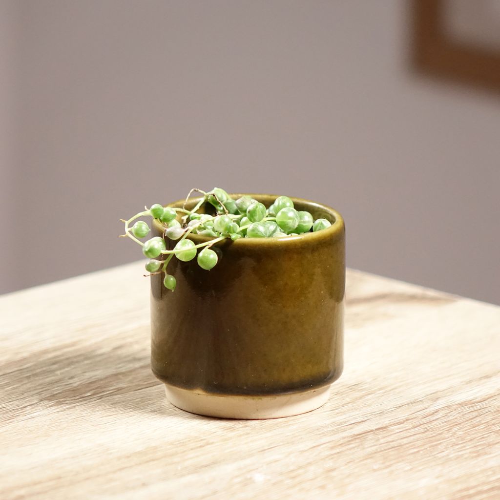 Senecio rowleyanus Variegata - Colar-de-pérolas