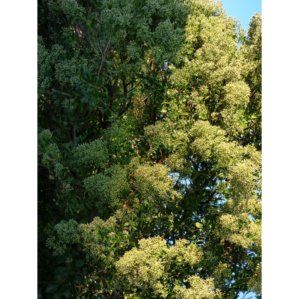 Baccharis halimifolia Baccador