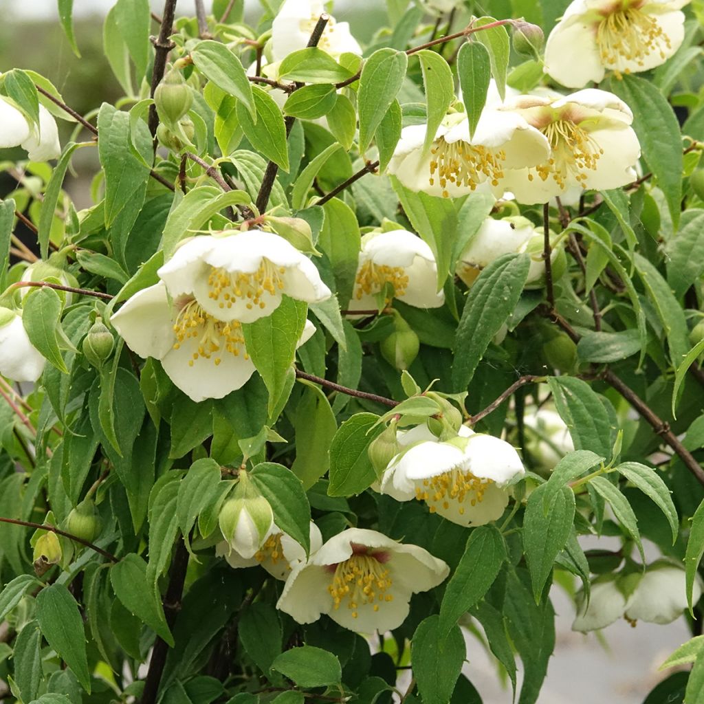 Philadelphus mexicanus