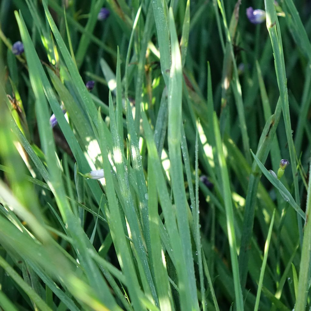 Sisyrinchium angustifolium Lucerne