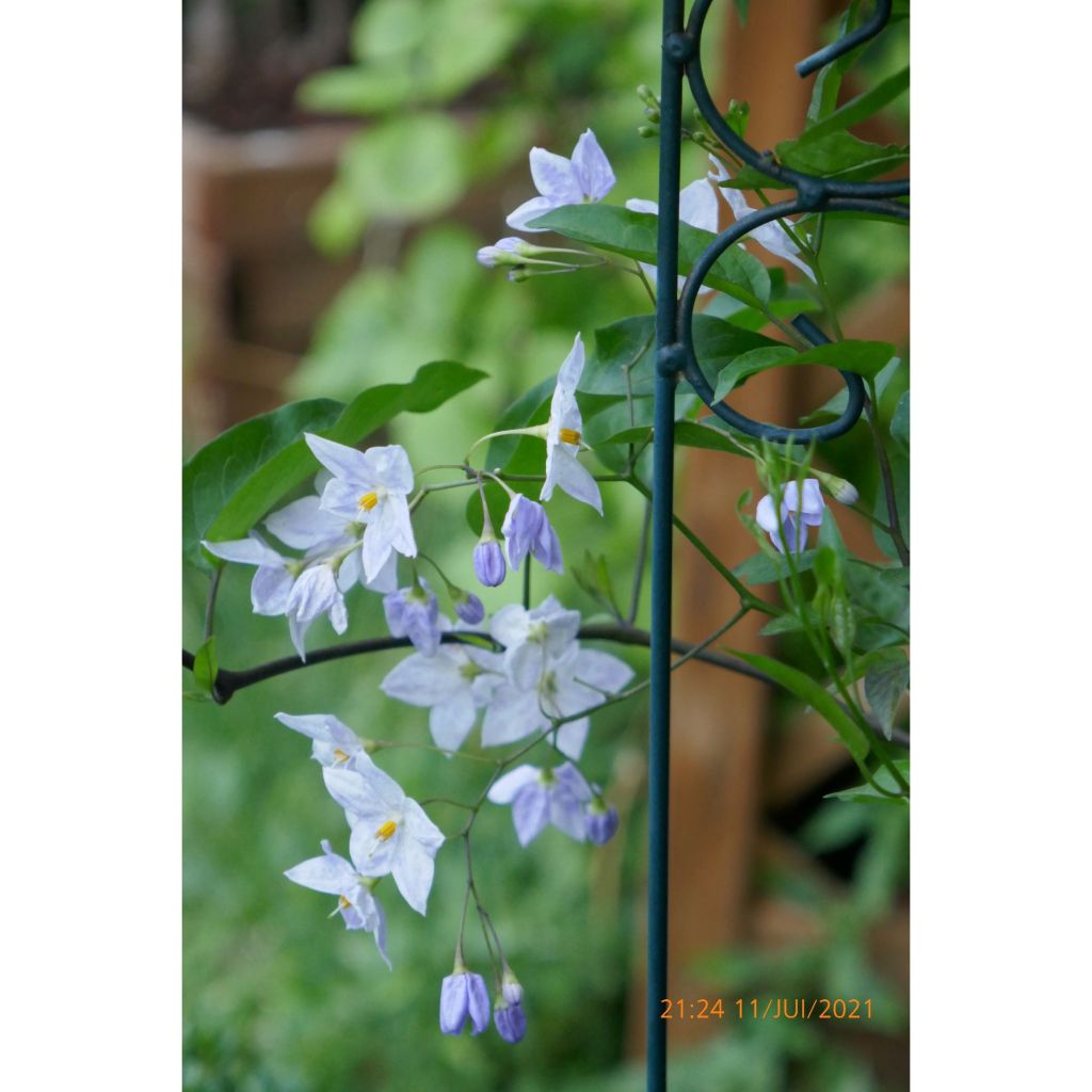 Solanum jasminoides Azul