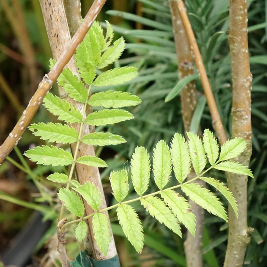 Sorbus matsumurana - Sorveira
