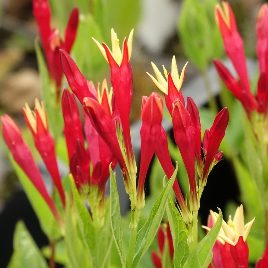Spigelia marilandica