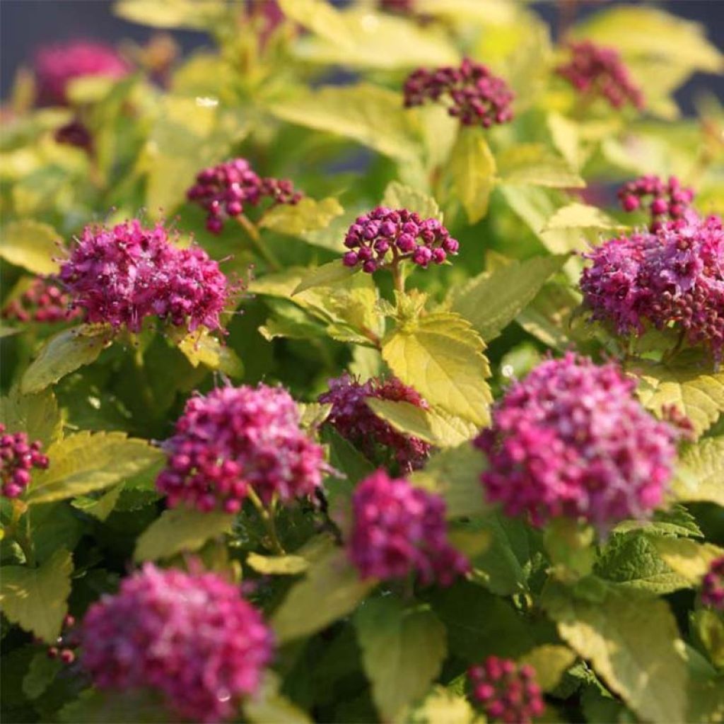 Espireia-japonesa Double Play Gold - Spiraea japonica