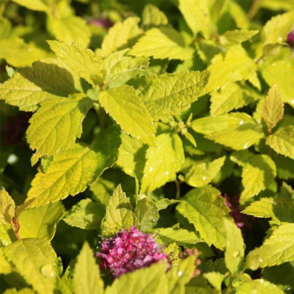 Espireia-japonesa Double Play Gold - Spiraea japonica