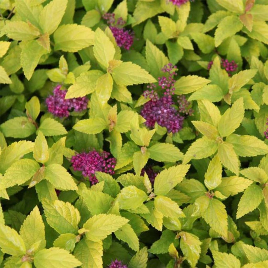 Espireia-japonesa Double Play Gold - Spiraea japonica