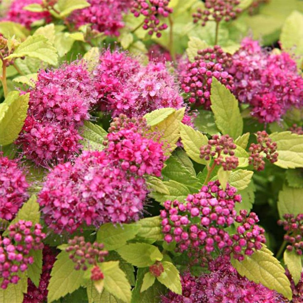 Espireia-japonesa Double Play Gold - Spiraea japonica