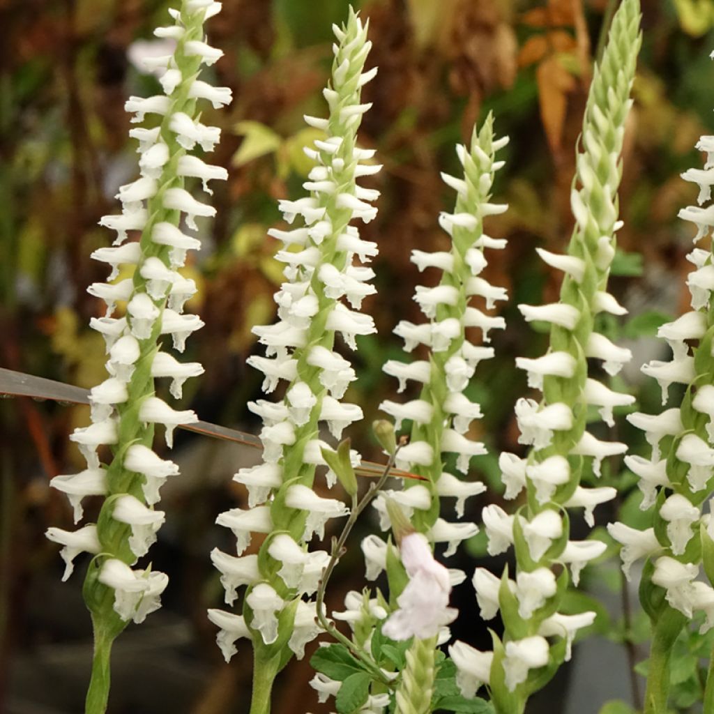 Spiranthes cernua var. odorata Chadd's Ford