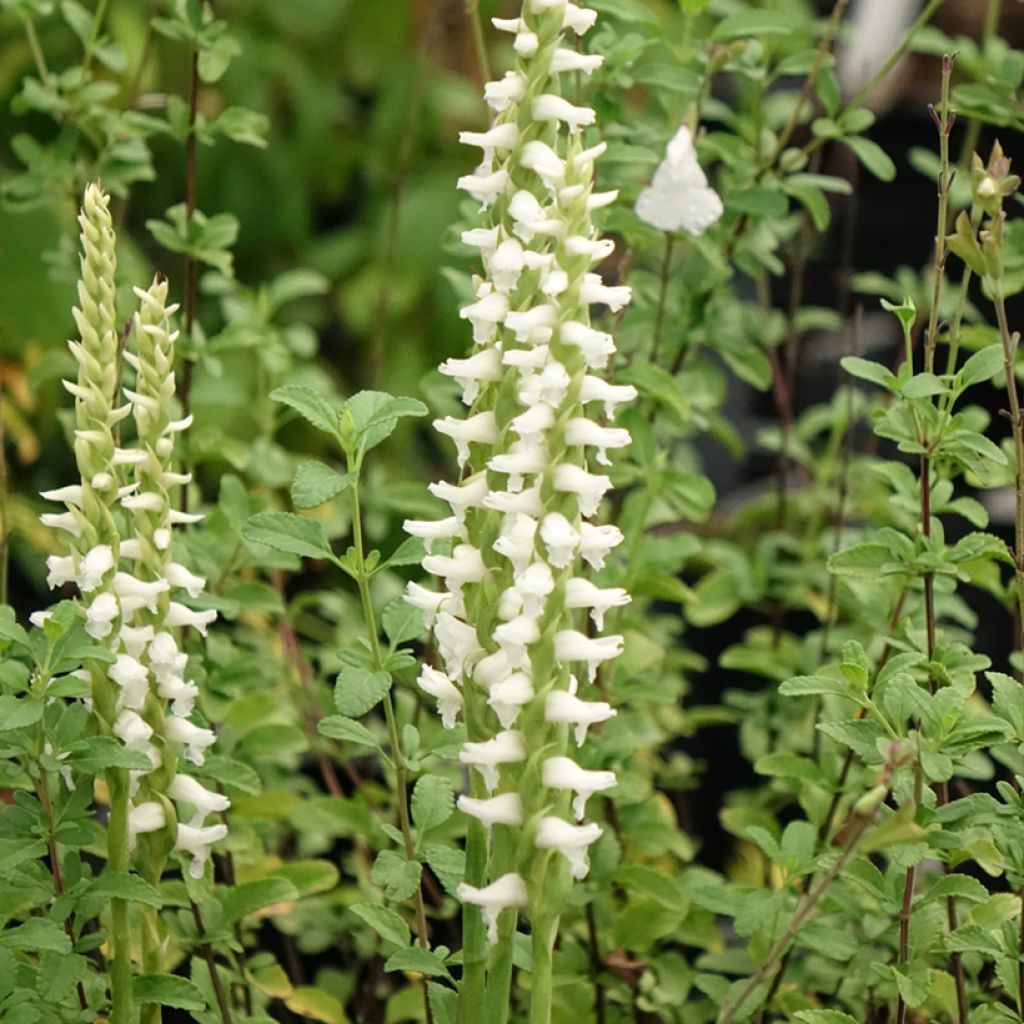 Spiranthes cernua var. odorata Chadd's Ford