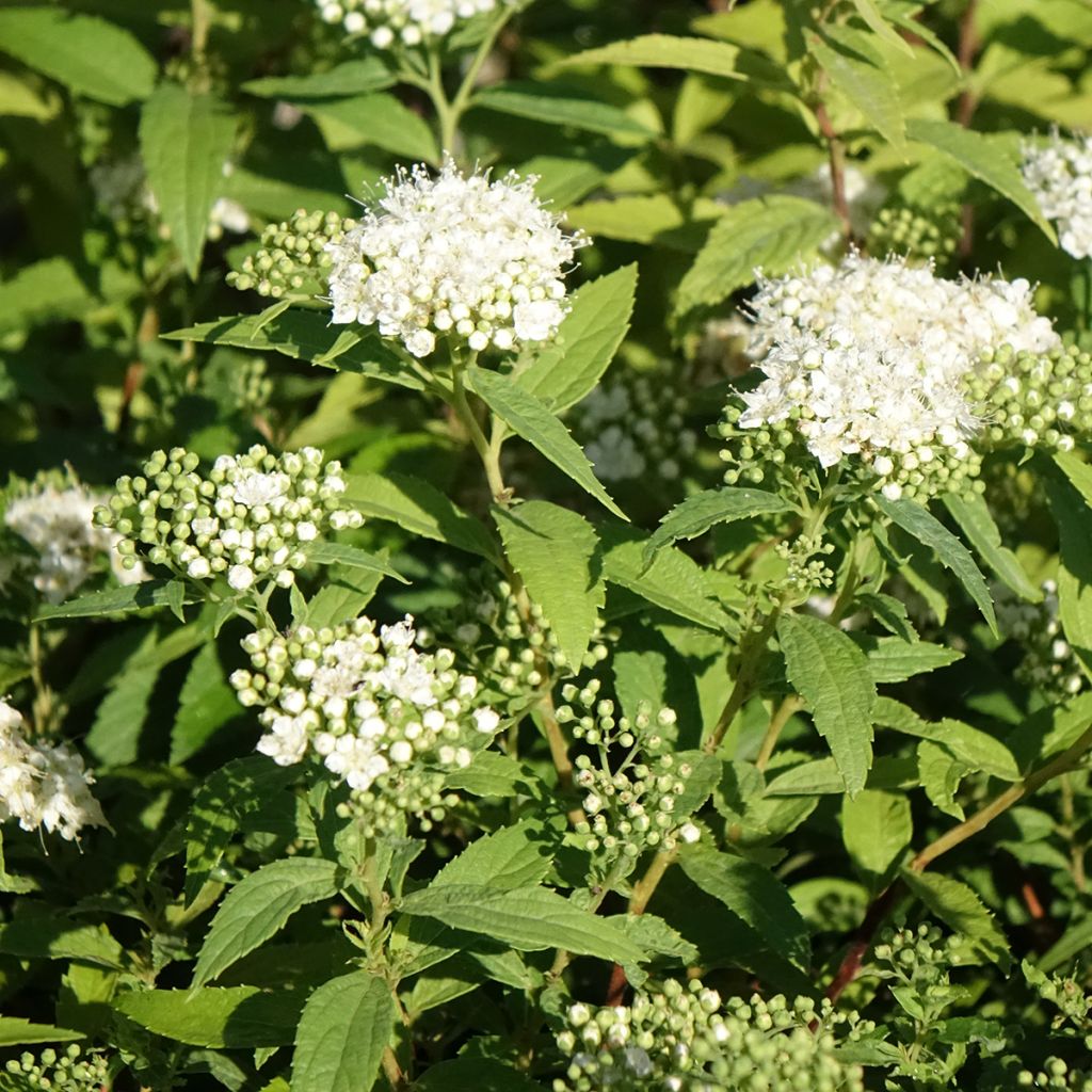 Espireia-japonesa Albiflora - Spiraea japonica