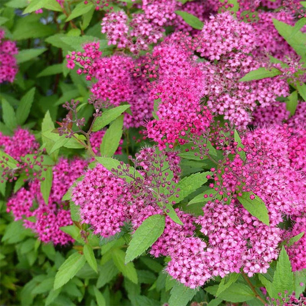 Espireia-japonesa Anthony Waterer - Spiraea japonica
