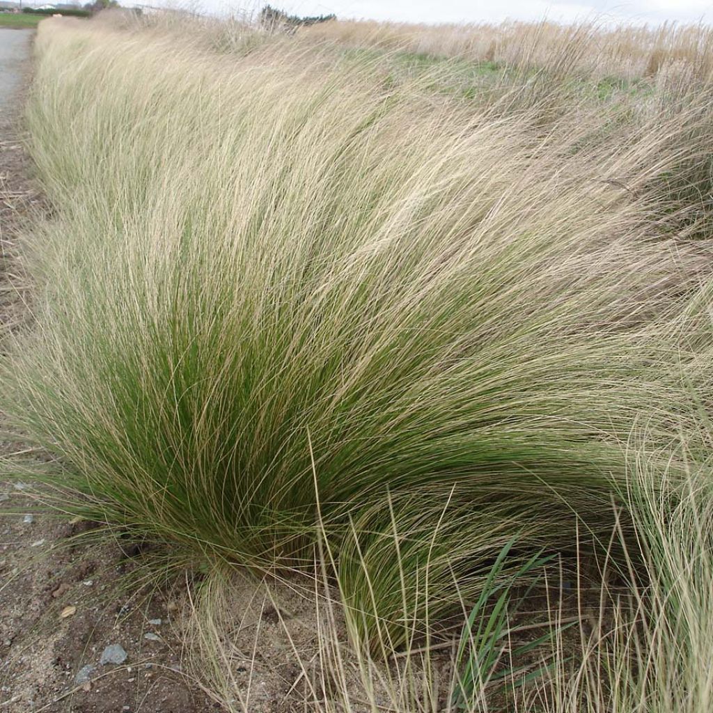 Stipa tenuifolia Pony Tails