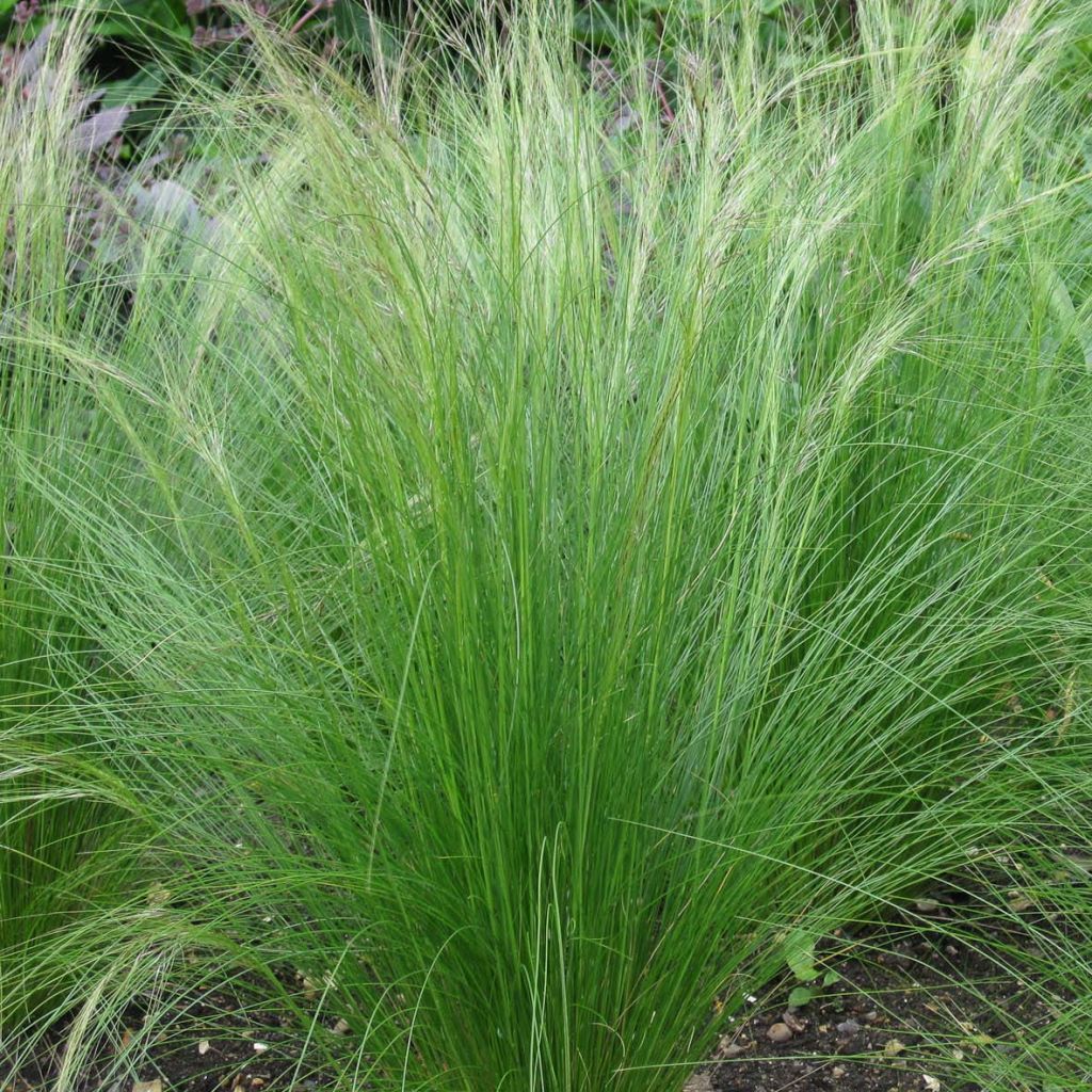 Stipa tenuifolia Pony Tails