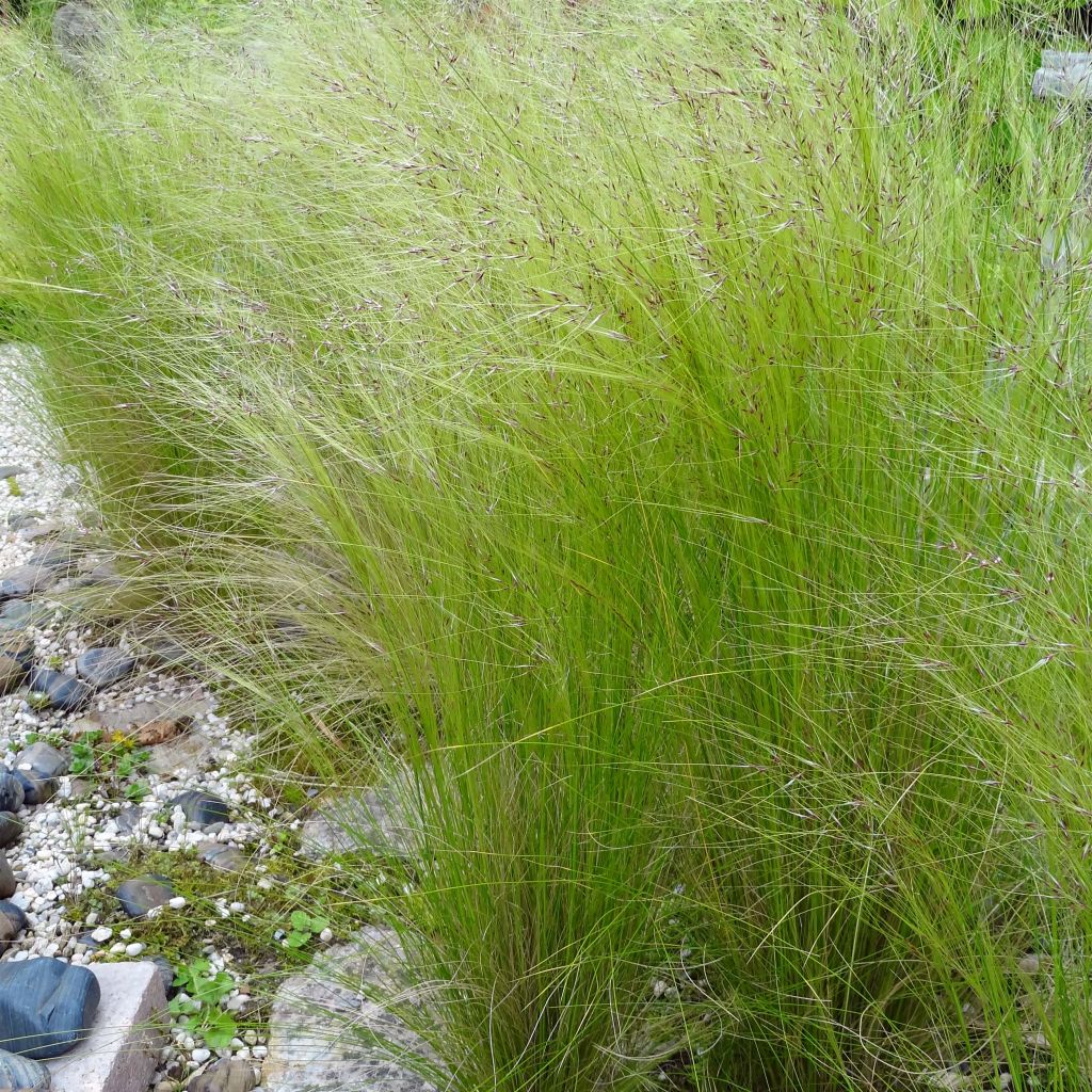 Stipa tenuifolia Pony Tails