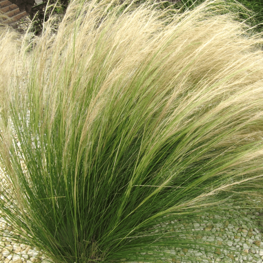 Stipa tenuissima Pony Tails em sementes