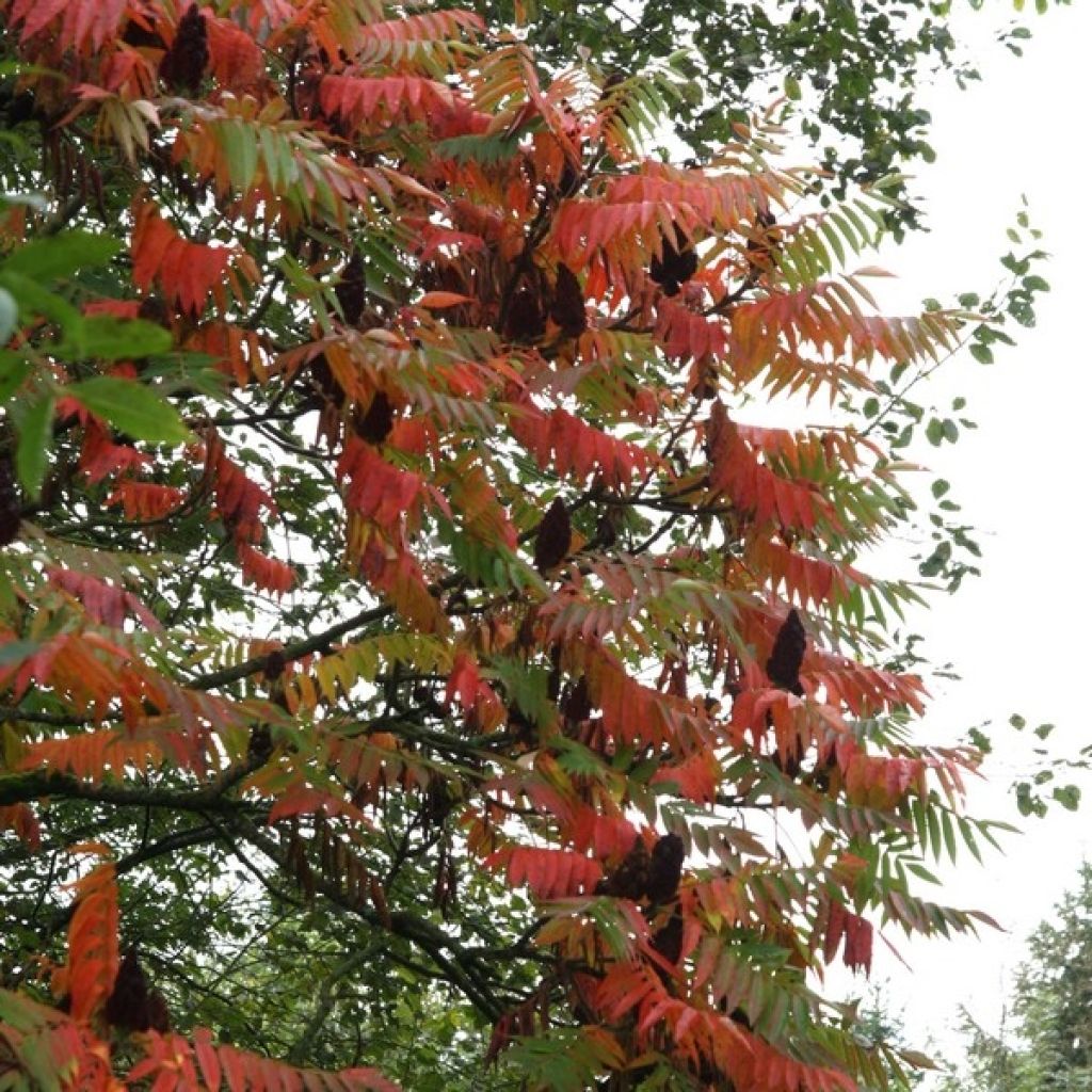 Rhus typhina