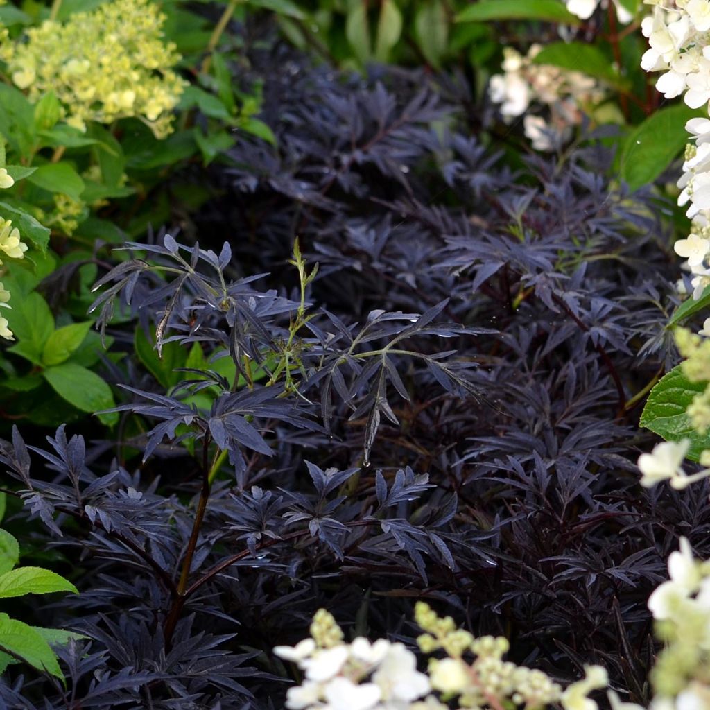 Sambucus nigra Black Lace