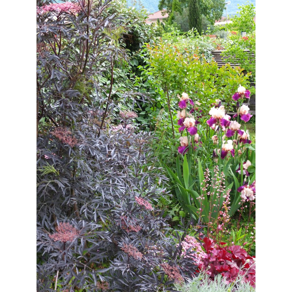 Sambucus nigra Black Lace