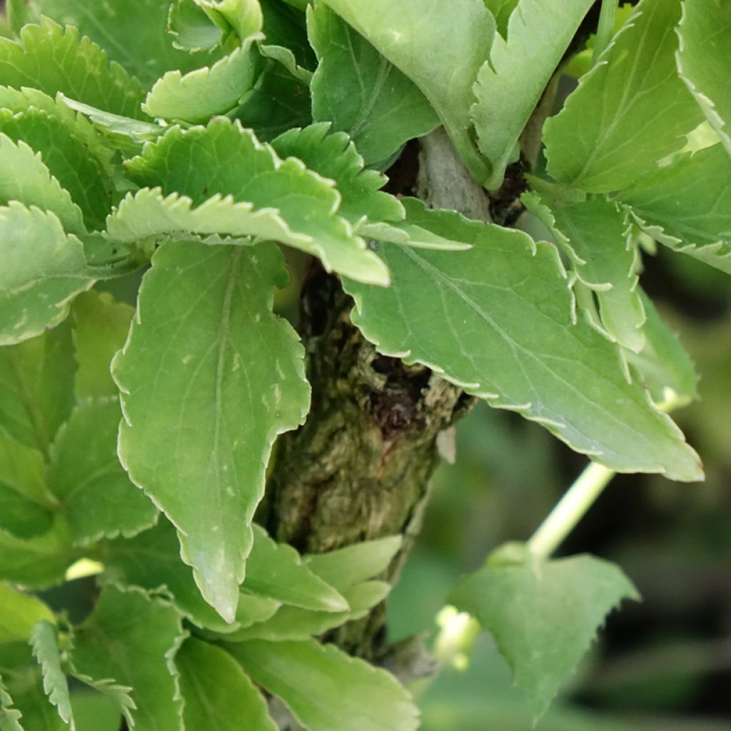Sambucus nigra Pyramidalis