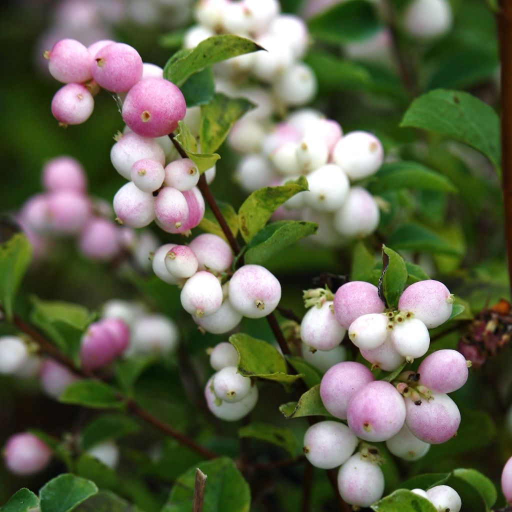 Symphoricarpos Magical Sweet